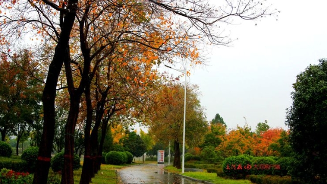 詩(shī)情畫(huà)意！秋冬之交一場(chǎng)雨 別樣周口落葉美