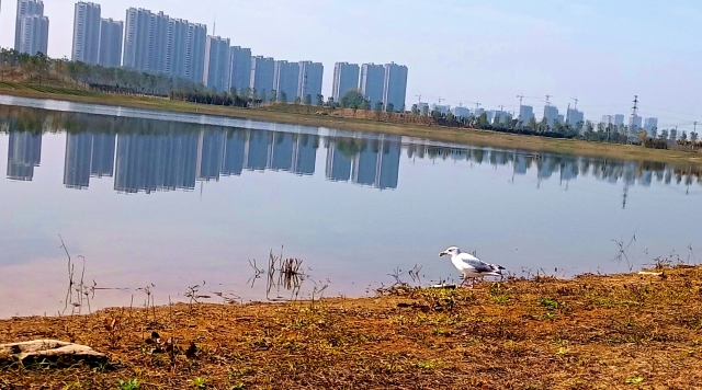 打造水生態(tài)城市，讓周口更宜居