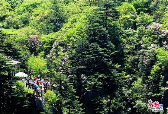 安徽黃山“高山玫瑰”盛開 進(jìn)入最佳觀賞期 安徽黃山“高山玫瑰”盛開 進(jìn)入最佳觀賞期