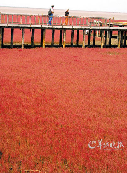 遼寧盤錦紅海灘，面積達(dá)9萬(wàn)畝