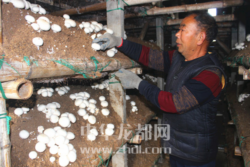 周口項(xiàng)城：食用菌種植基地內(nèi)，工人正在查看雙孢菇長(zhǎng)勢(shì)