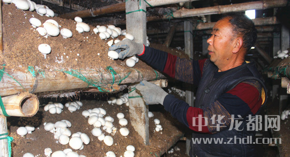 周口項(xiàng)城：食用菌種植基地內(nèi)，工人正在查看雙孢菇長(zhǎng)勢(shì)